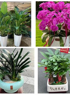 送徐州市鼓楼区云龙区贾汪区同城鲜花店配送开业绿植发财树天堂鸟