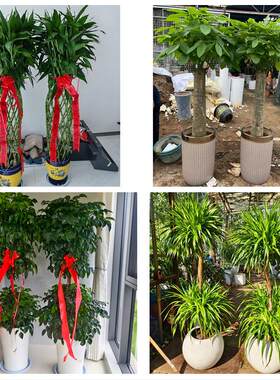 上海市松江区新浜叶榭小昆山同城绿植花卉送发财树绿萝柱公司开业