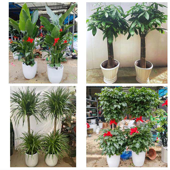 发财树绿萝柱送朋友公司开业佳木斯市向阳前进东风区郊区同城花店