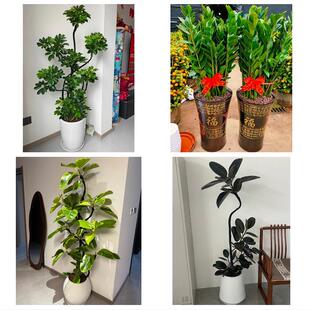 发财树绿萝柱送朋友公司开业邯郸市峰峰矿区永年区临漳县同城花店