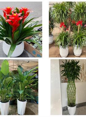 送天津市和平新兴体育馆新兴同城鲜花店配送开业绿植发财树天堂鸟