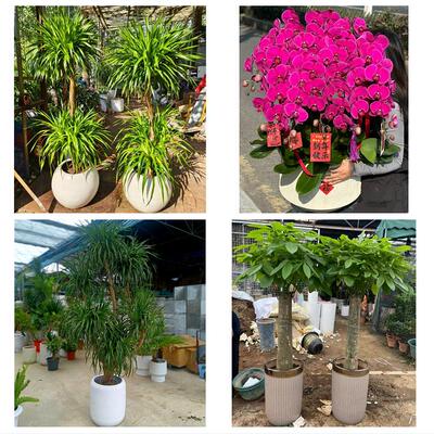 石家庄市井陉正定行唐灵寿县同城绿植花卉送发财树绿萝柱公司开业
