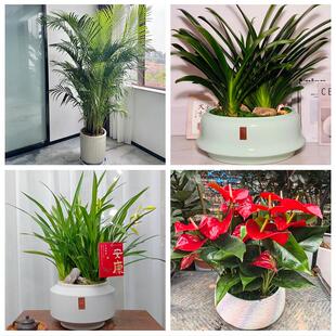 湛江市赤坎霞山区坡头麻章区同城绿植花卉送发财树绿萝柱公司开业