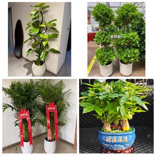 发财树绿萝柱送朋友公司开业泉州市惠安安溪永春县德化县同城花店