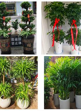 送西宁市大通县湟中县湟源县同城绿植花卉送发财树绿萝柱公司开业