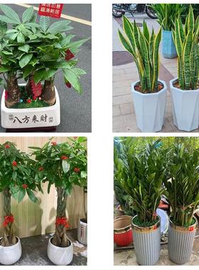 开封市龙亭顺河回族区鼓楼区同城鲜花店配送开业绿植发财树天堂鸟