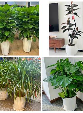 泉州市鲤城丰泽区洛江泉港区同城绿植花卉送发财树绿萝柱公司开业