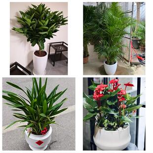 发财树招财树送朋友公司开业铜陵市铜官义安区郊区枞阳县同城花店