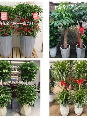 三明市梅列三元区明溪清流县同城鲜花店配送开业绿植发财树天堂鸟