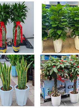 送苏州市虎丘区吴中区相城区同城绿植花卉送发财树绿萝柱公司开业