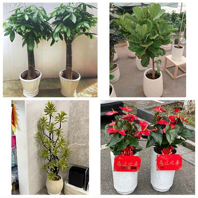 发财树绿萝柱送朋友公司开业昆明市五华盘龙区官渡西山区同城花店