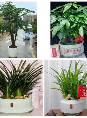送长春市绿园区双阳区农安县同城绿植花卉送发财树绿萝柱公司开业