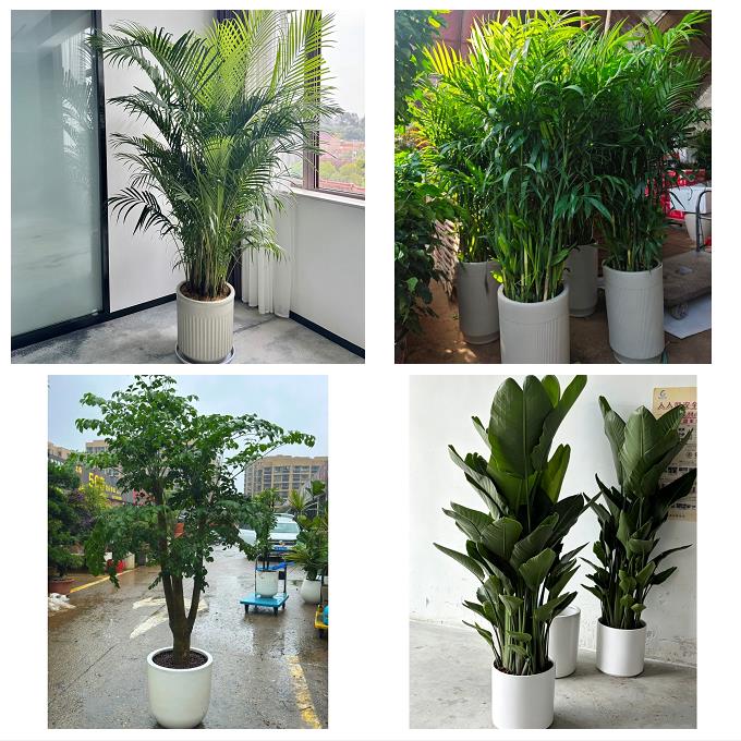 送深圳市光明新区公明龙华镇同城绿植花卉送发财树绿萝柱公司开业