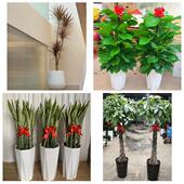 发财树招财树送朋友公司开业阳泉城区矿区郊区平定县盂县同城花店