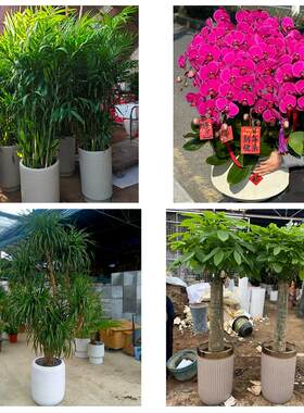 沧州市东光海兴县盐山肃宁县同城绿植花卉送发财树绿萝柱公司开业