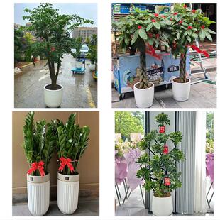 送白城市洮北区镇赉县通榆县同城绿植花卉送发财树绿萝柱公司开业