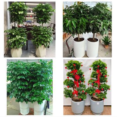 送上海市普陀区宜川路真如镇同城鲜花店配送开业绿植发财树天堂鸟