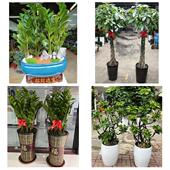 发财树招财树送朋友公司开业河池市金城江区南丹县天蛾县同城花店