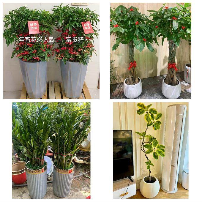 送鹰潭市月湖区余江县贵溪市同城鲜花店配送开业绿植发财树天堂鸟