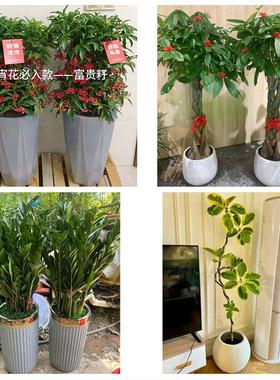 送鹰潭市月湖区余江县贵溪市同城鲜花店配送开业绿植发财树天堂鸟