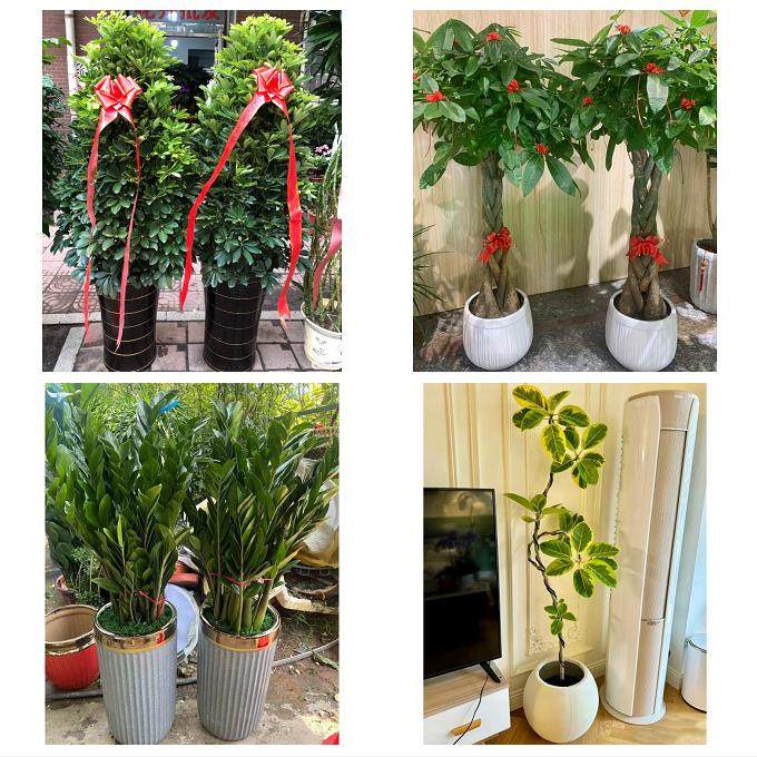 江门市蓬江江海新会区台山市同城鲜花店配送开业绿植发财树天堂鸟