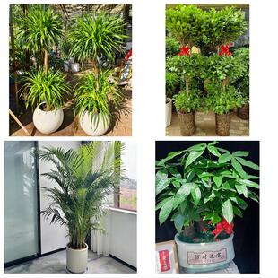 邢台市桥东桥西区邢台临城县同城绿植花卉送发财树绿萝柱公司开业
