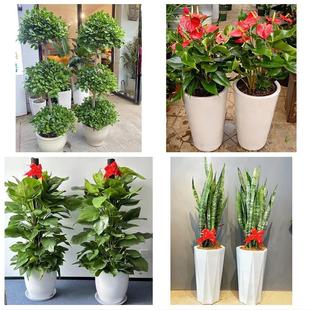 深圳龙岗区布吉坂田南湾平湖同城花店乔迁入新居开业绿植送发财树