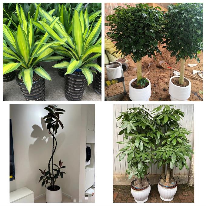 洛阳市栾川县嵩县汝阳宜阳县同城绿植花店公司开业送发财树幸福树