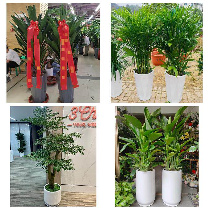 发财树招财树送朋友公司开业天津市津南北辰武清区宝坻区同城花店