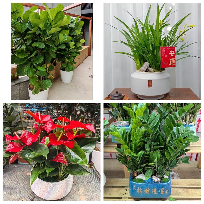 唐山市乐亭迁西玉田县唐海县同城绿植花卉送发财树绿萝柱公司开业