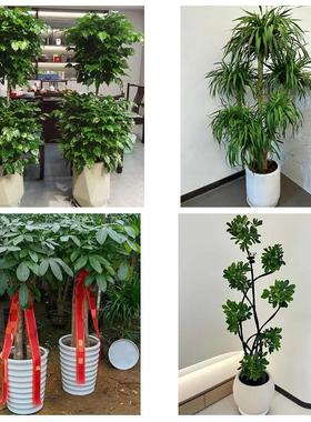 上海市静安区南京西路静安寺同城鲜花店配送开业绿植发财树天堂鸟