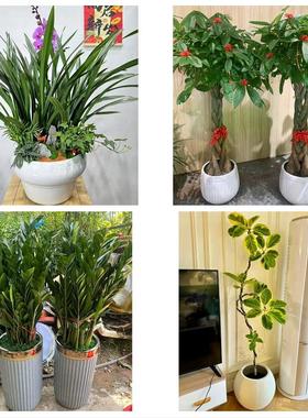 成都市成华区龙泉驿青白江区同城鲜花店配送开业绿植发财树天堂鸟