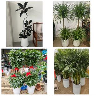 发财树绿萝柱送朋友公司开业聊城东昌府区阳谷茌平县莘县同城花店