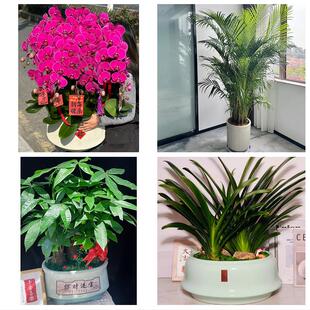 邢台市内丘柏乡县隆尧县任县同城绿植花卉送发财树绿萝柱公司开业