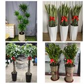 发财树招财树送朋友公司开业北京市北下关北太平庄学院路同城花店