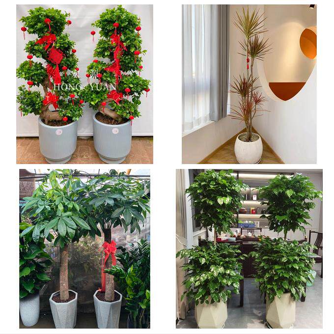 湘潭市雨湖岳塘区九华湘潭县同城鲜花店配送开业绿植发财树天堂鸟