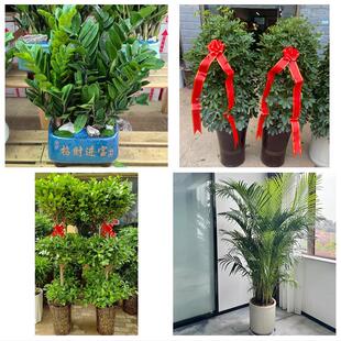 天津市河西区陈塘庄柳林东海同城绿植花卉送发财树绿萝柱公司开业