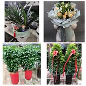 发财树招财树送朋友公司开业北京大兴区亦庄黄村旧宫瀛海同城花店