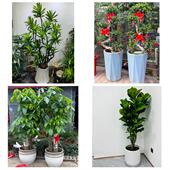 发财树招财树送朋友公司开业汉中市西乡县勉县宁强略阳县同城花店