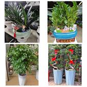 发财树招财树送朋友公司开业太原市清徐阳曲娄烦县古交市同城花店