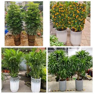 仙桃市潜江市天门市神农架市同城花店乔迁入新居开业绿植送发财树