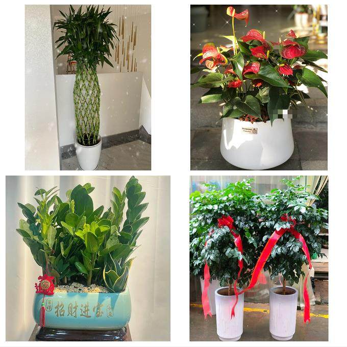 铜陵市铜官义安区郊区枞阳县同城鲜花店配送开业绿植发财树天堂鸟