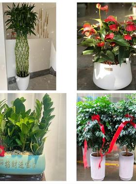 铜陵市铜官义安区郊区枞阳县同城鲜花店配送开业绿植发财树天堂鸟