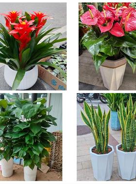 天津西青区杨柳青辛口张家窝同城鲜花店配送开业绿植发财树天堂鸟