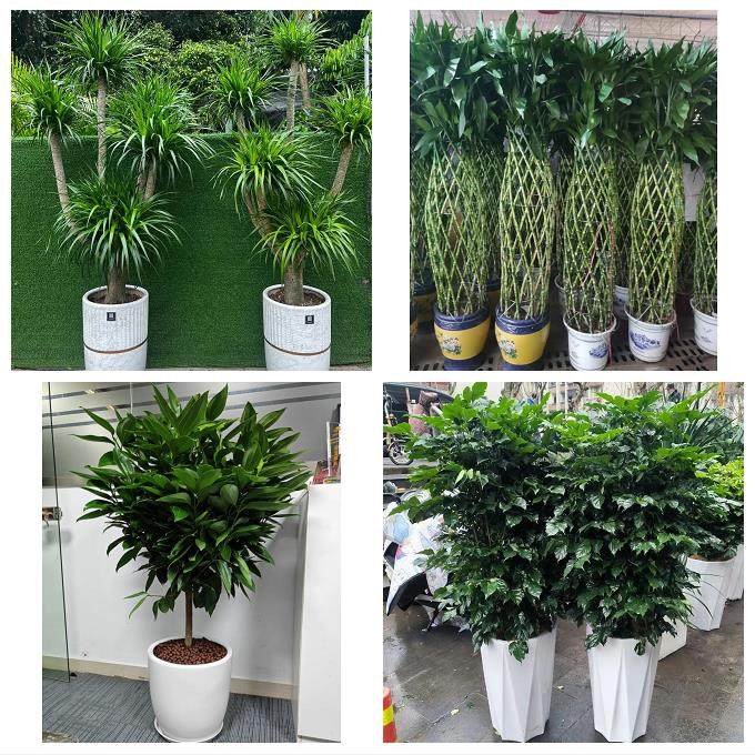 送无锡市新吴区江阴市宜兴市花店同城配送盆栽发财树开业入新居