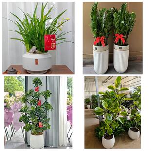 送丽江市古城区玉龙县永胜县同城绿植花卉送发财树绿萝柱公司开业