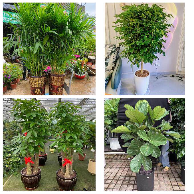 温州市永嘉平阳县苍南文成县同城花卉店发财树绿萝柱开业乔迁绿植