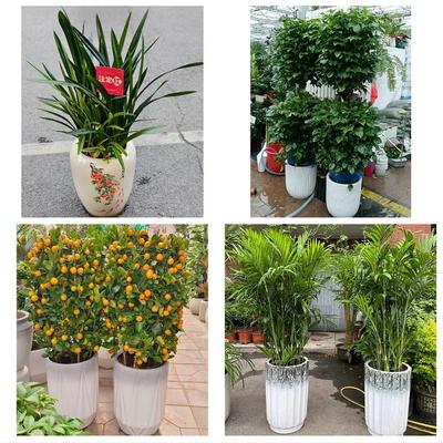 天津市西青区精武大寺王稳庄同城花店乔迁入新居开业绿植送发财树