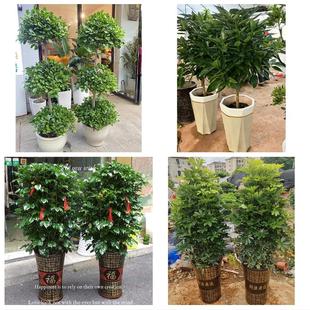 深圳市福田区沙头香蜜湖梅林同城花店乔迁入新居开业绿植送发财树