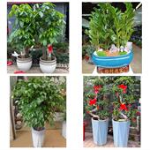 发财树招财树送朋友公司开业送安顺市镇宁县关岭县紫云县同城花店